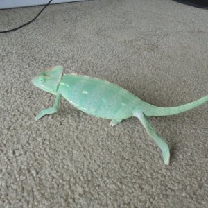 Lupita