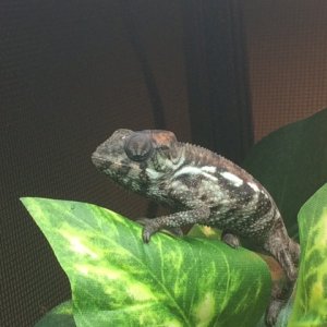 Silas