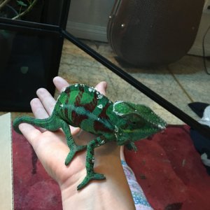 Ankify male