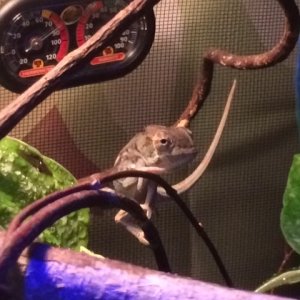 Silas