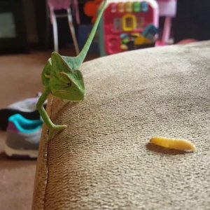 Wax worm time