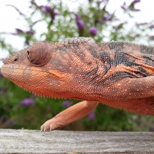 Pixie Pumpkin on the prowl!