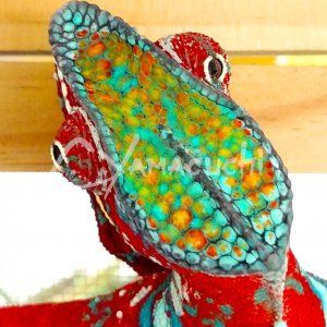 Ambilobe Male Breeder Panther Chameleon - Charles Yamaguchi