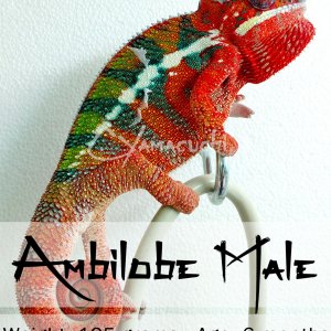 Ambilobe Male Panther Chameleon - Charles Yamaguchi