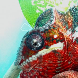 Ambilobe Male Panther Chameleon - Charles Yamaguchi