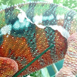 Ambilobe Male Panther Chameleon - Charles Yamaguchi