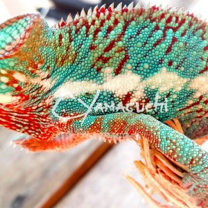 Ambilobe Panther Chameleon - Charles Yamaguchi