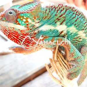 Ambilobe Panther Chameleon - Charles Yamaguchi