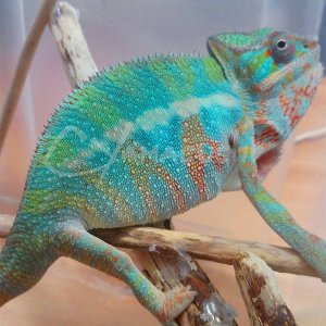 Ambilobe Panther Chameleon - Charles Yamaguchi