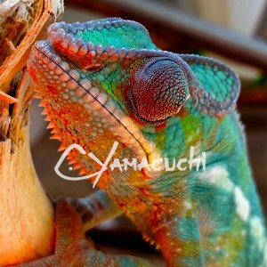 Ambilobe Panther Chameleon - Charles Yamaguchi