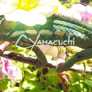 Ambilobe Panther Chameleon - Charles Yamaguchi