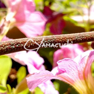 Ambilobe Panther Chameleon - Charles Yamaguchi