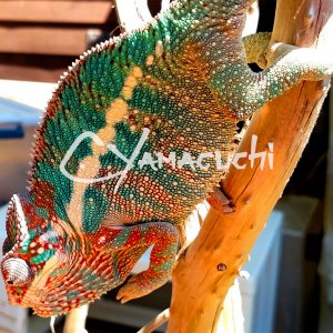 Ambilobe Panther Chameleon - Charles Yamaguchi