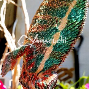 Ambilobe Panther Chameleon - Charles Yamaguchi