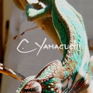 Ambilobe Panther Chameleon - Charles Yamaguchi