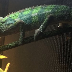 Someone is coming into his colors!