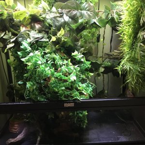 Mini jungle complete!