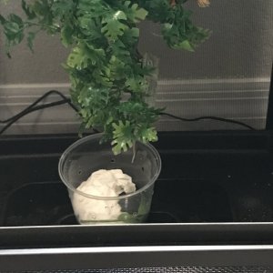 Say Hello to Smurf!