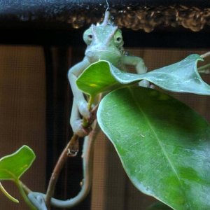 Where's my crickets
