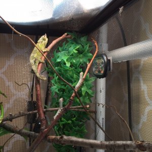 Same basking position