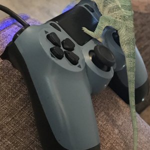 Smurf on the sticks!