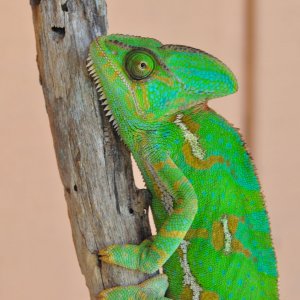 Beautiful Fiona 20 months old 107 grams 8/5/17