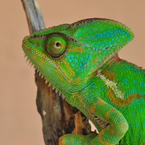 Beautiful Fiona 20 months old 107 grams 8/5/17