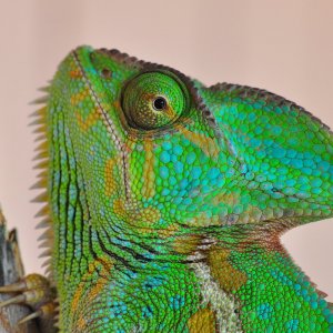 Beautiful Fiona 20 months old 107 grams 8/5/17
