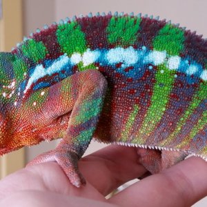 Blue when younger