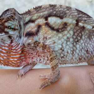 Saucy Female @ 1 year old (Pete x Peach)