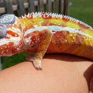 Pete x Peach Male