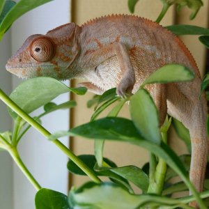 Pete x Peach Female
