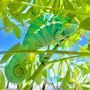 Basking Yoshi