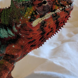 Sir Reginald