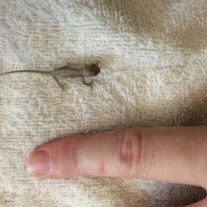 Furcifer lateralis hatchling