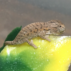Furcifer lateralis hatchling