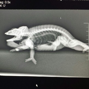 Carlos X-Ray
