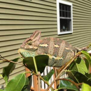 Angry Steve