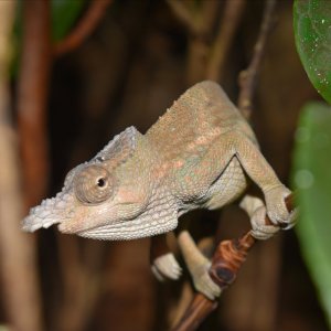 K. Boehmei male