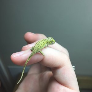Furcifer lateralis
