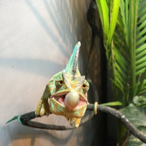 Shenron