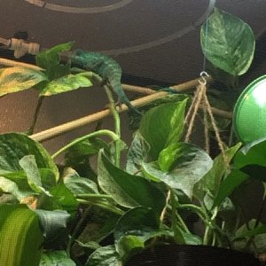 perching
