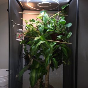 plants