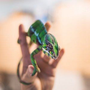 Raise your chameleon if you want to speak