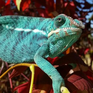 Blue lightning, our first chameleon baby!!