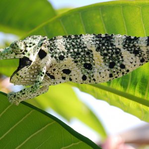 Chameleon 3