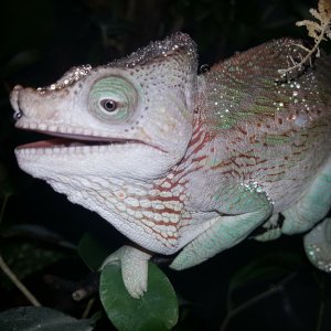 Chameleon 2