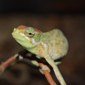 Chameleon 1