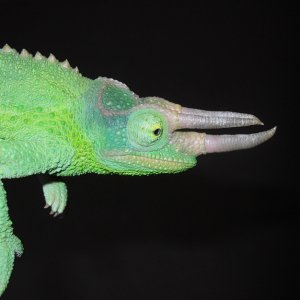 Chameleon 9
