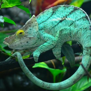 Chameleon 4